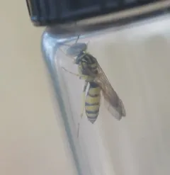 Philanthus multimaculatus thumbnail 1