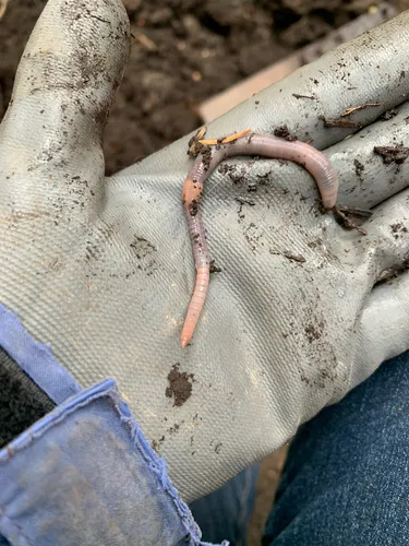 White Worm