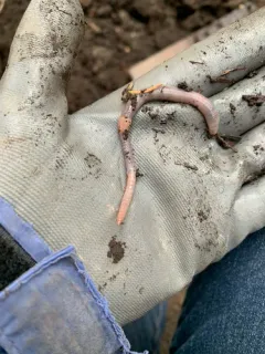 White Worm thumbnail 1