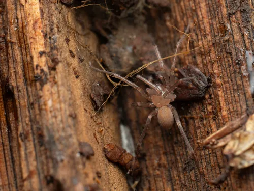 Cybaeina minuta