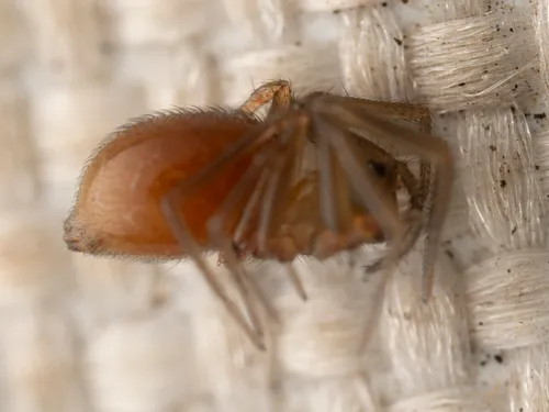 Small Sheet-web Weaver