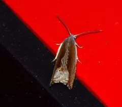 Ancylis diminuatana thumbnail 2
