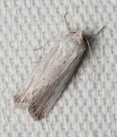 Fine-lined Sallow thumbnail 2
