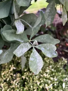 Erysiphe guarinonii thumbnail 2