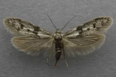 Hypatopa titanella thumbnail 2