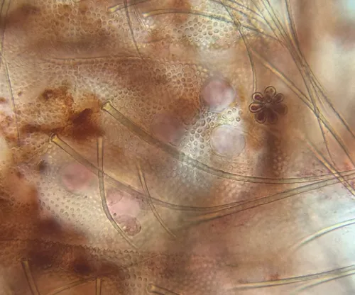 Anurida ashbyae