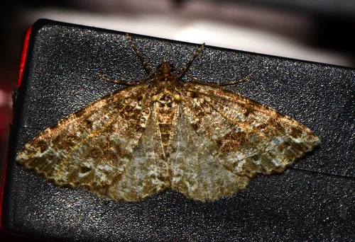 Pine Powder Moth