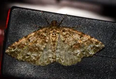 Pine Powder Moth thumbnail 1