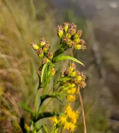 Riddell's goldenrod thumbnail 2
