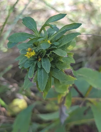 Asphondylia pumila