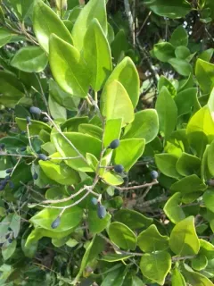 wax-leaf ligustrum thumbnail 2