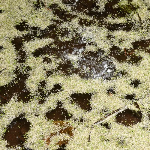 Common Duckweed