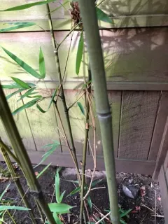 fishpole bamboo thumbnail 2