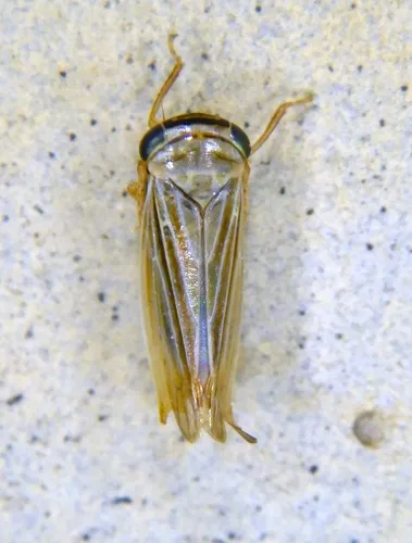 Limotettix urnura