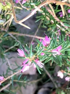 Spring Heath thumbnail 2