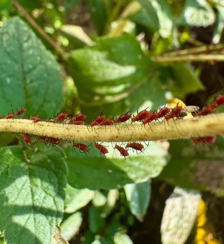 Dusky-tailed Sunflower Aphid