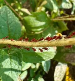 Dusky-tailed Sunflower Aphid thumbnail 1