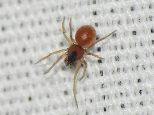 Ceraticelus fissiceps