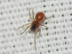 Ceraticelus fissiceps thumbnail 1