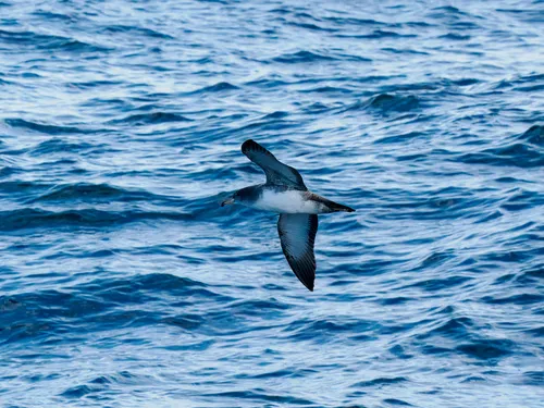 Pink-footed Shearwater