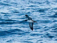 Pink-footed Shearwater thumbnail 1