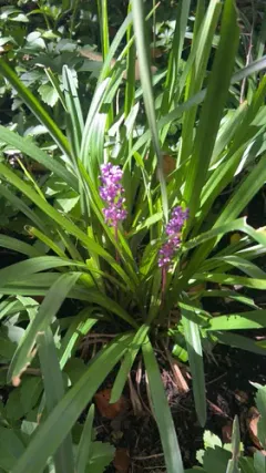 Liriope thumbnail 2