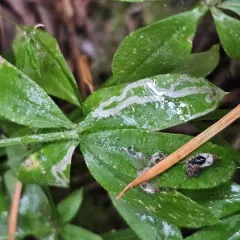 Liriomyza galiivora thumbnail 2