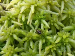 Sphagnum Ground Cricket thumbnail 4