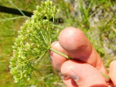 Oregon yampah thumbnail 1