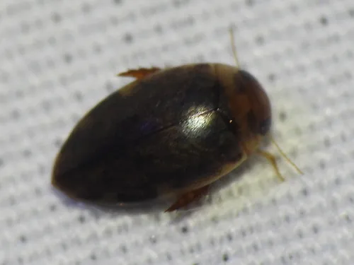 Laccophilus proximus
