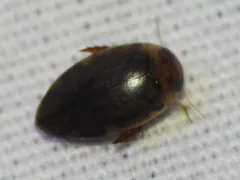 Laccophilus proximus thumbnail 1