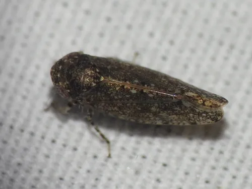 Bespeckled Leafhopper