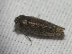 Bespeckled Leafhopper thumbnail 1