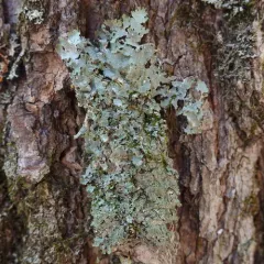 Appalachian Speckleback Lichen thumbnail 4