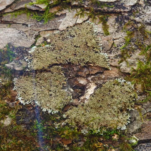 Shaggy-fringe Lichen