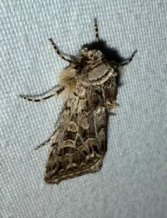 Sympistis augustus thumbnail 2