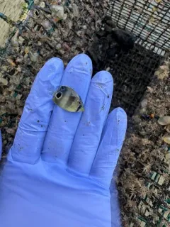 Four-eyed Butterflyfish thumbnail 2