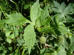 Puccinia hydrophylli thumbnail 4