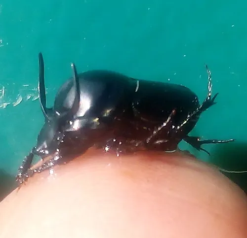 Bull-headed Dung Beetle
