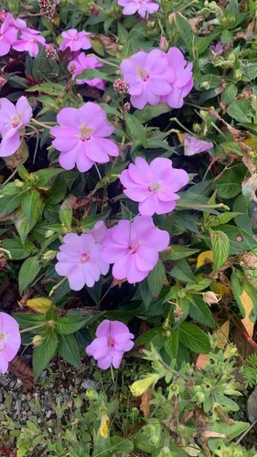 New Guinea Impatiens