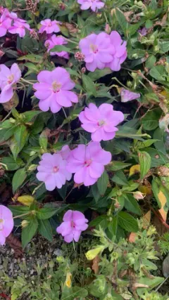 New Guinea Impatiens thumbnail 1