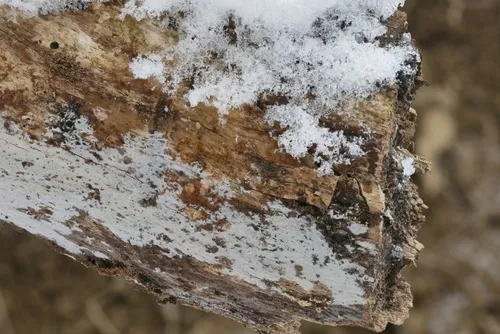 Athelia termitophila