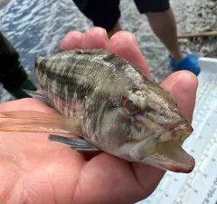 Black Sea Bass thumbnail 1