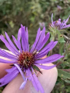Metrioidea convexa thumbnail 1