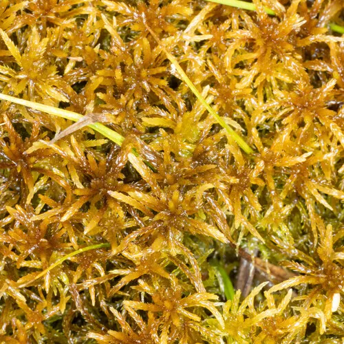 Rigid Bog-moss