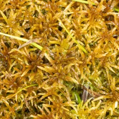 Rigid Bog-moss thumbnail 1