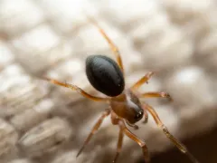 Scotinotylus patellatus thumbnail 2