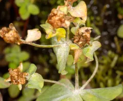 Erysiphe hyperici thumbnail 2