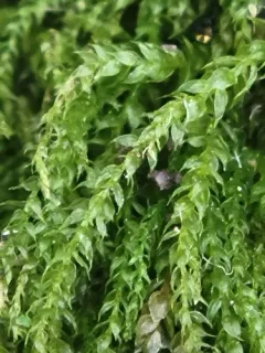 Bryhnia Moss thumbnail 2