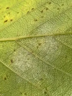 Phyllactinia betulae thumbnail 1